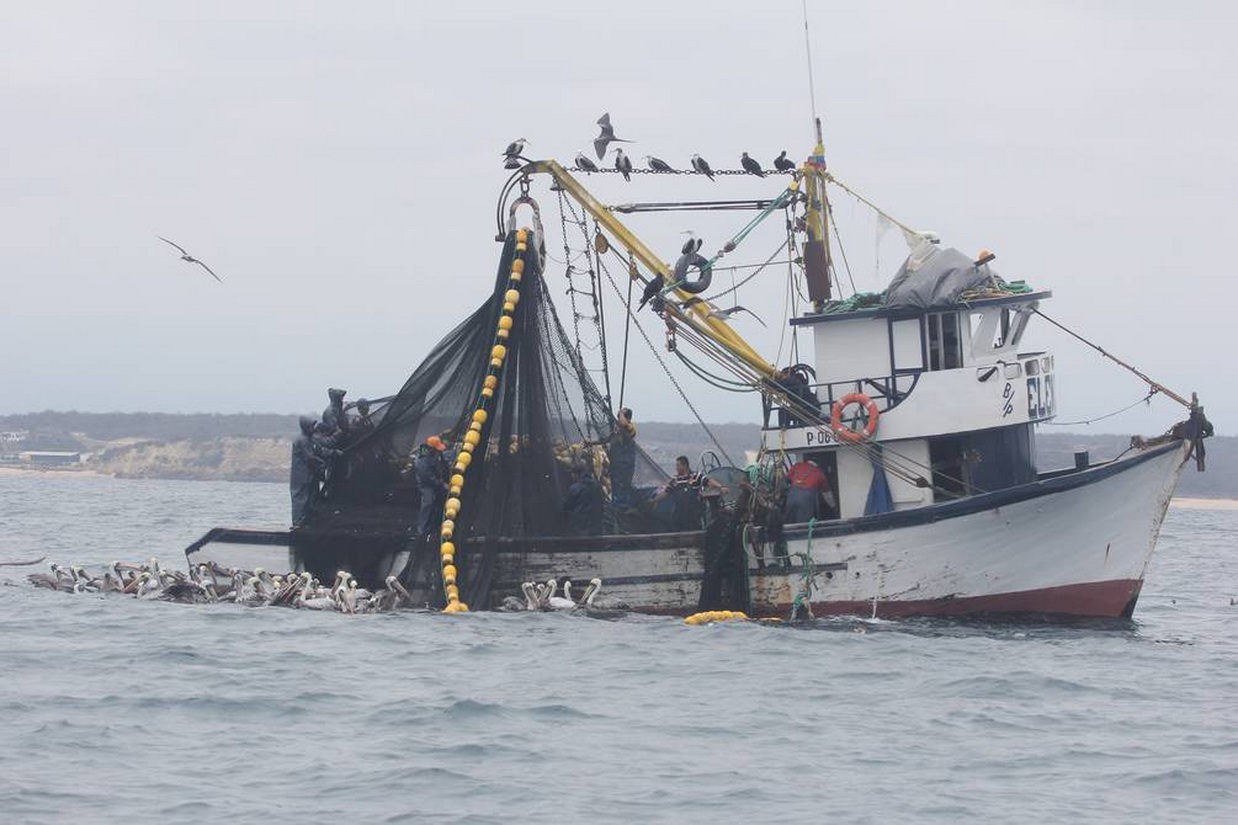 Conozca las cinco propuestas de Ecuador para combatir la pesca ilegal y garantizar los recursos marinos